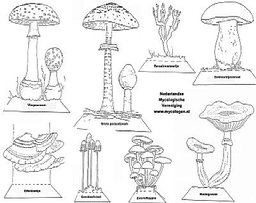 http://www.mycologen.nl/Kids/images/Kijkdoosknipblad_kln.jpg