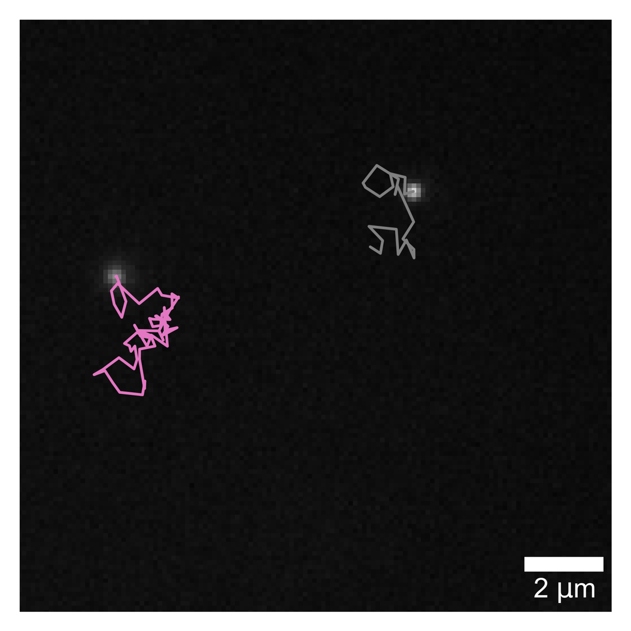 Fluorescent Single particle tracking of nanoparticles