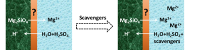 Effect of cation and anion scavengers on the livine dissolution rate